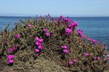 Lampranthus productus. Цветущее растение. США, Калифорния, Монтерей, побережье. 17.02.2014.