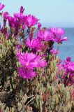 Lampranthus productus. Верхушка цветущего растения. США, Калифорния, Монтерей, побережье. 17.02.2014.