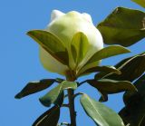 Magnolia grandiflora. Побег с распускающимся цветком. Крым, г. Феодосия, городское озеленение. Июнь 2013 г.