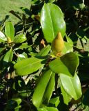Magnolia grandiflora. Побег с цветочной почкой. Крым, г. Феодосия, городское озеленение. Июнь 2013 г.