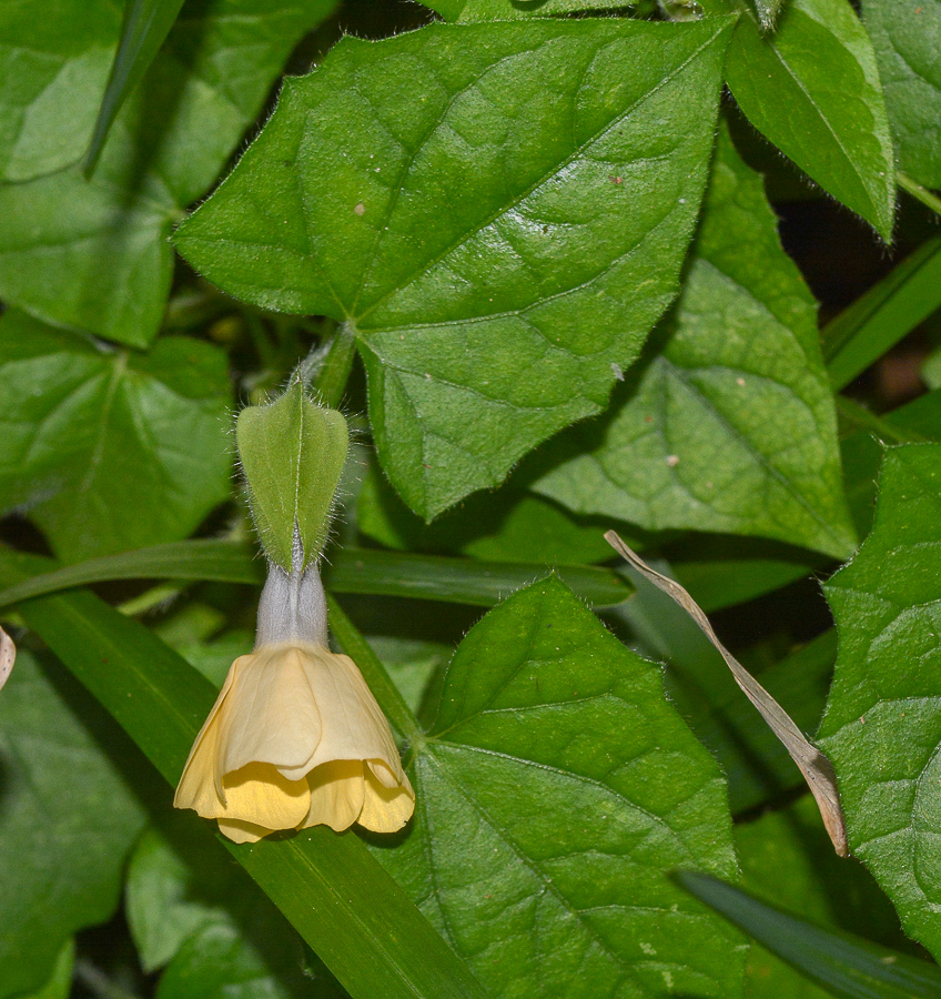 Image of Thunbergia alata specimen.