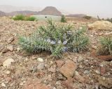 Blepharis attenuata. Цветущее растение на обочине дороги. Израиль, Эйлатские горы, долина Тимна. 22.02.2017.