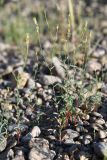 Diarthron vesiculosum. Цветущие растения. Таджикистан, Согдийская обл., Исфара, галечниковый склон. 3 мая 2023 г.