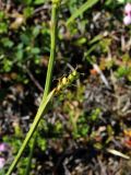 Carex подвид quasivaginata