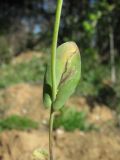 Microthlaspi perfoliatum