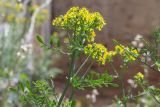 Ruta chalepensis. Верхушка цветущего растения. Израиль, г. Яффо, около дороги. 06.04.2024.