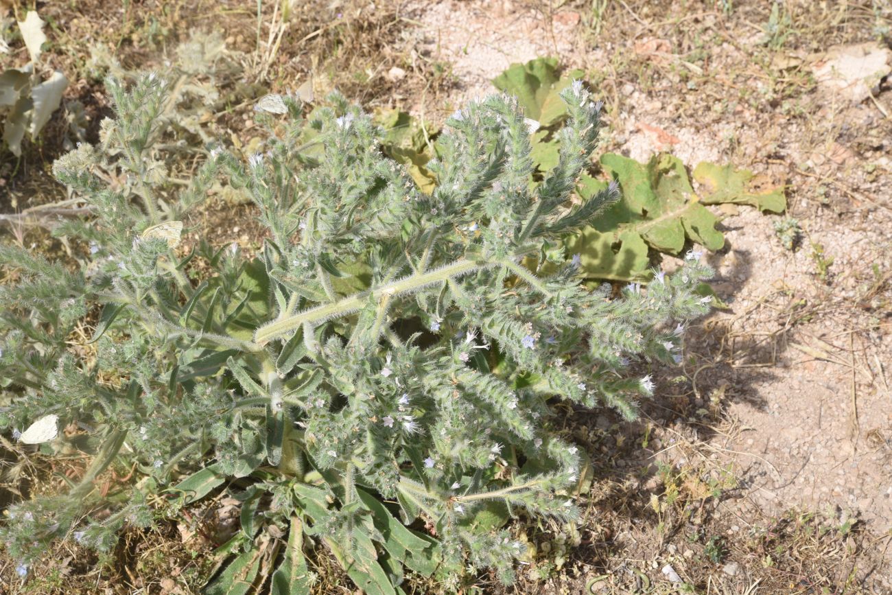Изображение особи Echium biebersteinii.