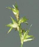 Carex brizoides