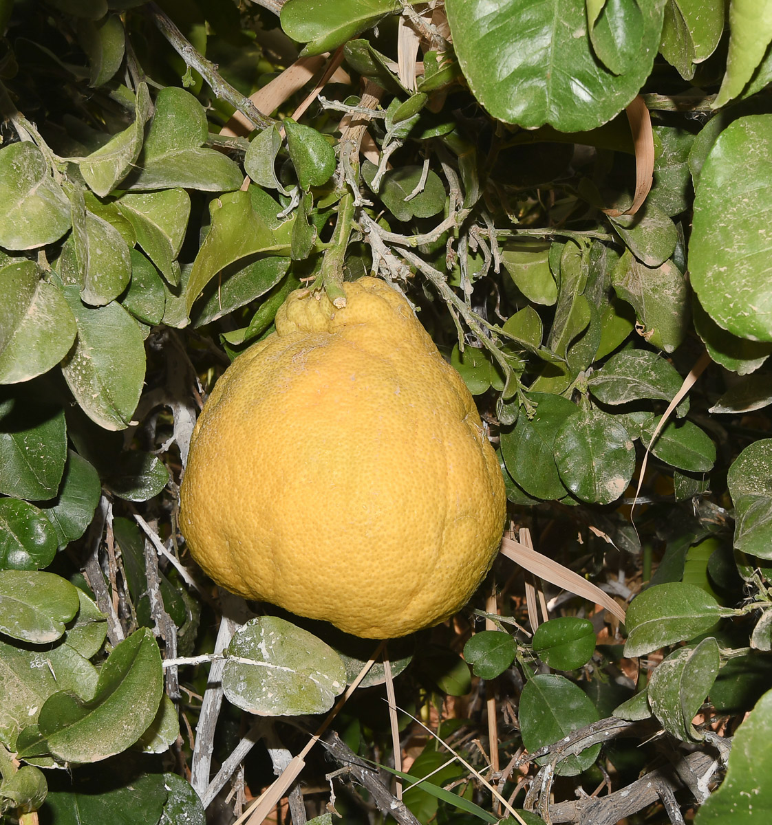 Изображение особи Citrus maxima.