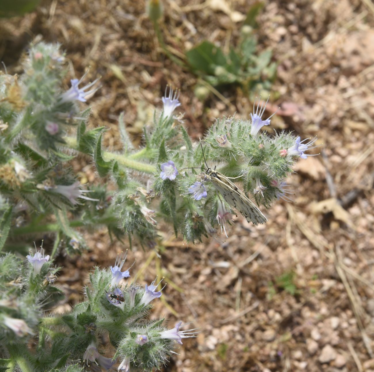 Изображение особи Echium biebersteinii.