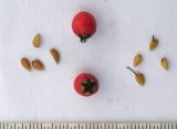 Cotoneaster разновидность radicans