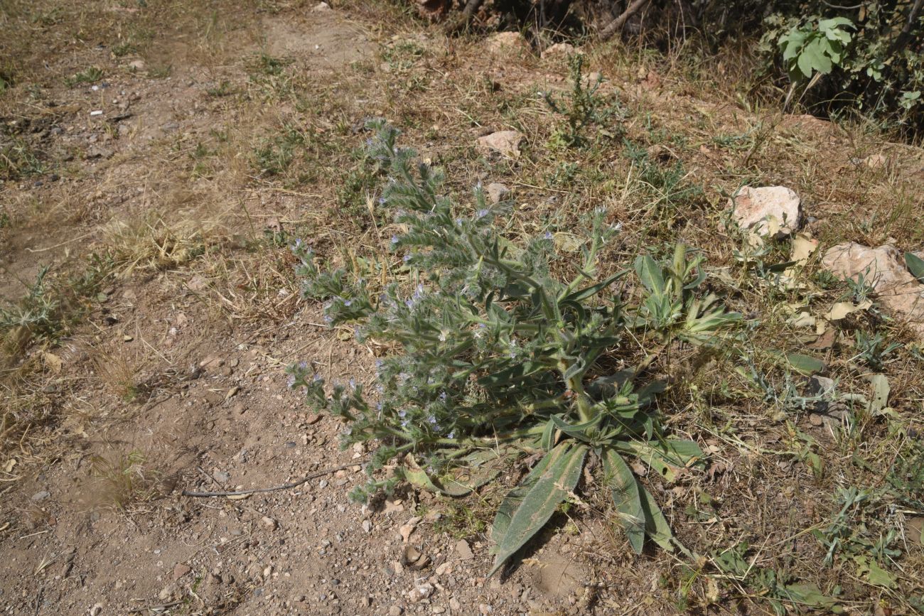 Изображение особи Echium biebersteinii.
