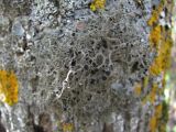 Tornabea scutellifera. Часть таллома с апотециями. Дагестан, окр. с. Талги, облесённый склон, на стволе дерева. 22.04.2019.