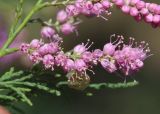 Tamarix ramosissima. Часть общего соцветия. Дагестан, Бабаюртовский р-н, берег Аграханского залива, заросли Tamarix spp. 1 июня 2022 г.