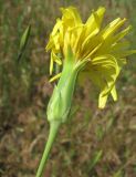 Scorzonera taurica. Соцветие (вид со стороны обёртки). Дагестан, окр. г. Избербаш, степной участок. 13.05.2018.