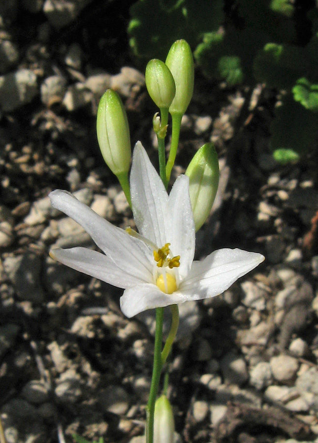 Изображение особи Anthericum ramosum.
