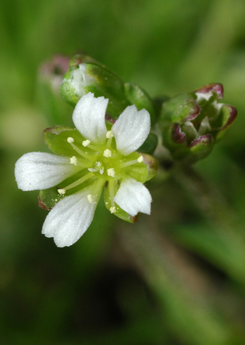 Image of Minuartia biflora specimen.