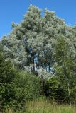 Salix alba