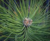 Фото род Pinus