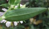 Saponaria form pleniflora