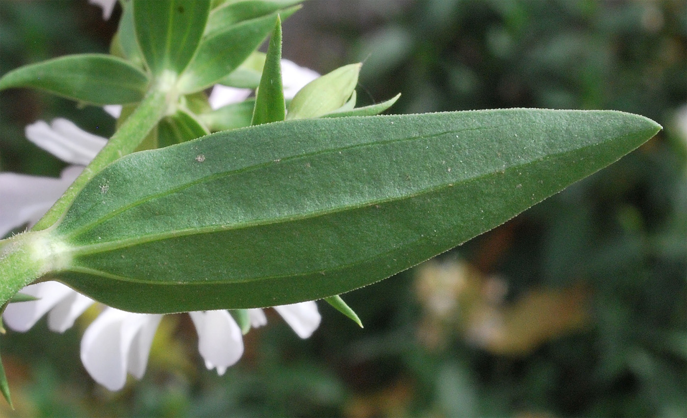 Изображение особи Saponaria officinalis f. pleniflora.