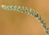 Achillea leptophylla