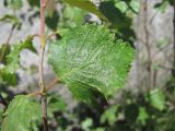 Betula pubescens. Поражённый лист. Кабардино-Балкария, Эльбрусский р-н, долина р. Ирикчат, ок. 2650 м н.у.м., близ р. Ирикчат. 07.07.2020.
