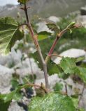 Betula pubescens. Часть ветви. Кабардино-Балкария, Эльбрусский р-н, долина р. Ирикчат, ок. 2650 м н.у.м., близ р. Ирикчат. 07.07.2020.