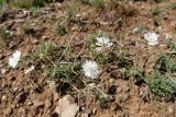 Lomelosia argentea. Цветущие растения на конгломератах. Крым, склон горы Ю. Демерджи. 16.07.2021.