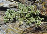 Scleranthus perennis ssp. polycnemoides