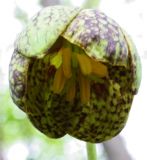 Fritillaria dagana