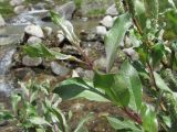 Salix pantosericea. Верхушка побега. Кабардино-Балкария, Эльбрусский р-н, долина р. Ирикчат, ок. 2650 м н.у.м., близ р. Ирикчат. 07.07.2020.