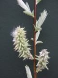 Salix lapponum