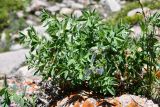 Thermopsis alpina