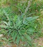 Centaurea jacea ssp. substituta