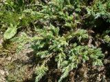 Juniperus squamata