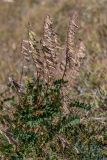 Hedysarum caucasicum. Плодоносящее растение. Кабардино-Балкария, Эльбрусский р-н, гора Чегет, ≈ 2700 м н.у.м., субальпийский луг. 23.08.2023.
