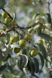 Elaeagnus orientalis. Часть ветви с незрелыми плодами. Казахстан, г. Туркестан, в озеленении. 02.08.2022.