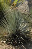 Dasylirion longissimum. Вегетирующее растение. США, Калифорния, Санта-Барбара, возле Старой Миссии. 18.02.2014.