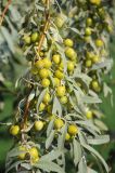 Elaeagnus orientalis. Ветвь с незрелыми плодами. Казахстан, г. Туркестан, в озеленении. 02.08.2022.