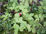 Rubus humulifolius