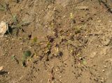 Geranium pusillum. Плодоносящее и отцветающее растение. Дагестан, окр. г. Избербаш, обочина полевой дороги. 13.05.2018.