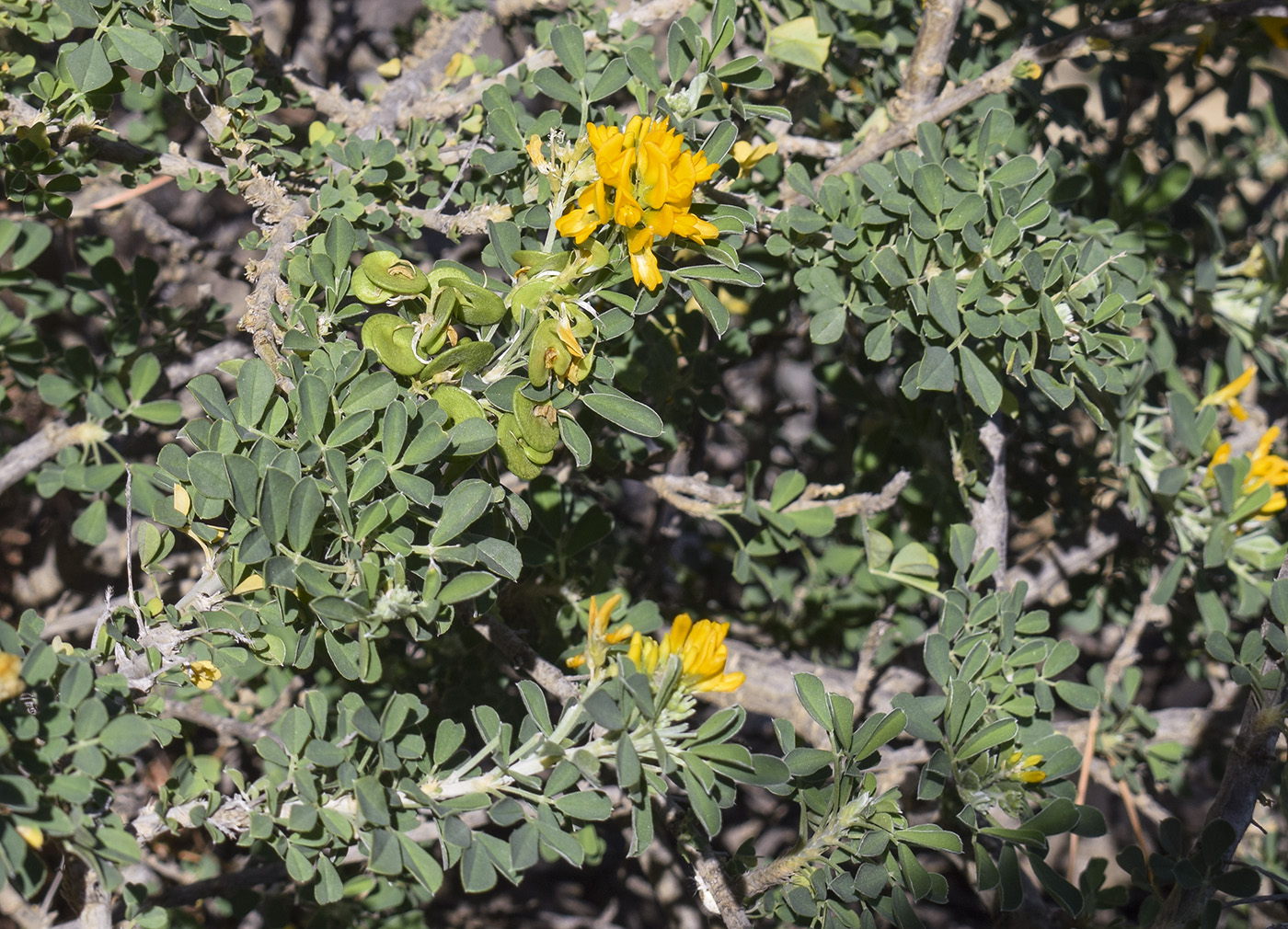 Image of Medicago arborea specimen.