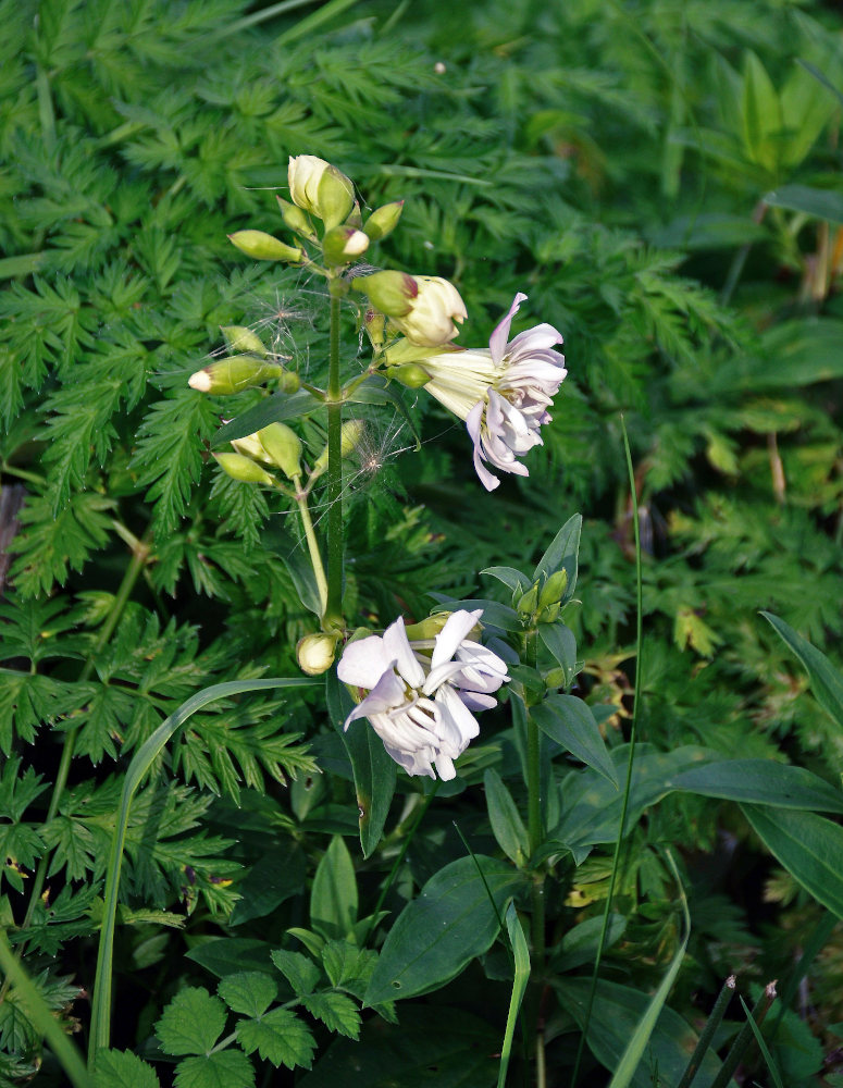Изображение особи Saponaria officinalis f. pleniflora.
