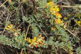 Syrmatium cytisoides. Ветви с соцветиями. США, Калифорния, на побережье океана, южнее г. Монтерей. 17.02.2014.