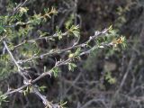 Caragana grandiflora. Часть ветви. Кабардино-Балкария, Эльбрусский р-н, окр. г. Тырныауз, ок. 1300 м н.у.м., каменистый склон. 31.07.2022.