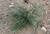 Alhagi maurorum. Вегетирующее растение. Египет, мухафаза Эль-Гиза, окр. г. Саккара, каменисто-песчаная пустыня. 29.04.2023.