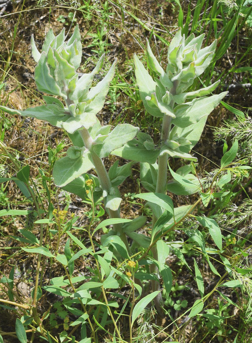 Изображение особи Trichodesma incanum.