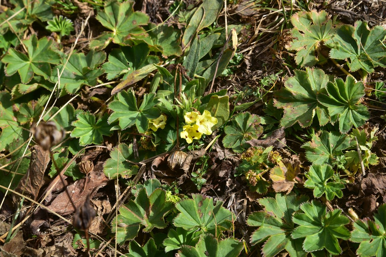 Изображение особи Huynhia pulchra.