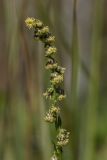 Artemisia latifolia